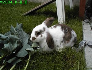 Dieses Schlappohr heißt Pünktchen.